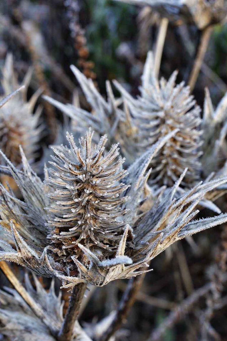 Expert tips on when and how to cut back perennials Gardeningetc