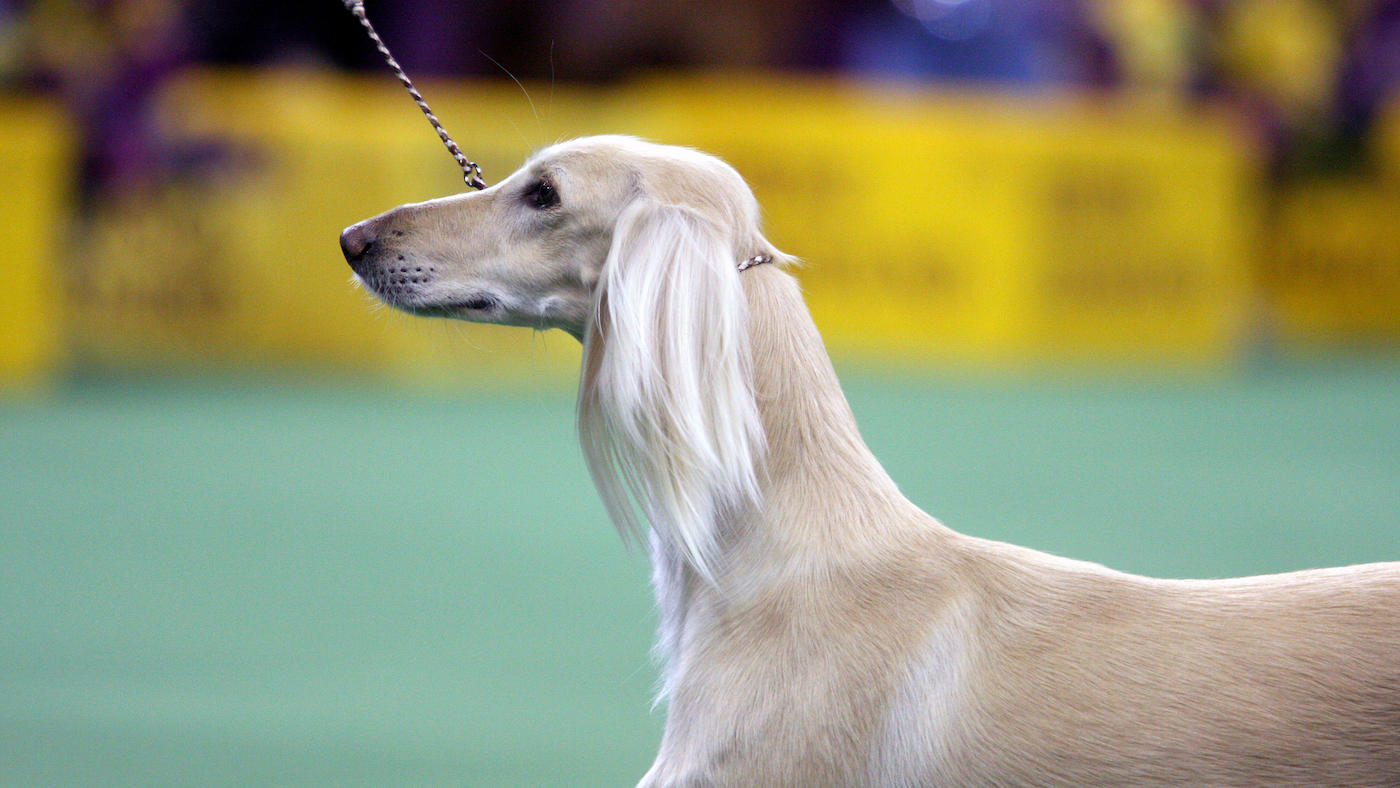 Saluki: hound dog breeds