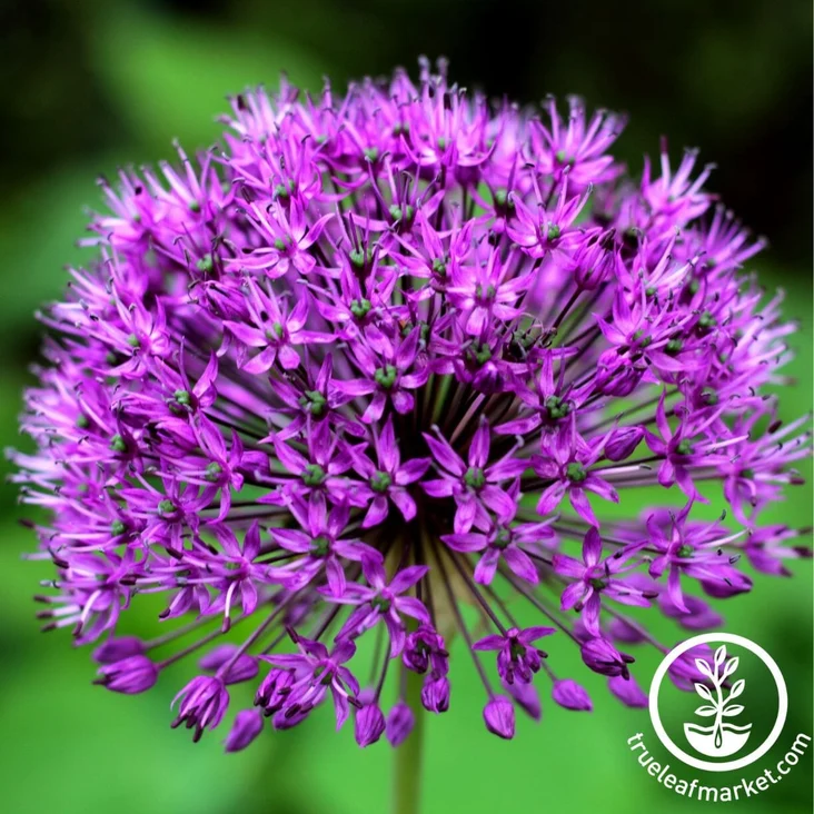 True Leaf Market alliums product shot
