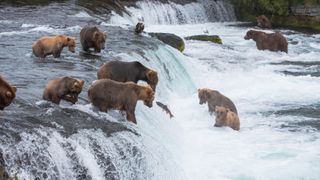 Bears at Brooks Falls, Katmai National Park and Preserve, Alaska