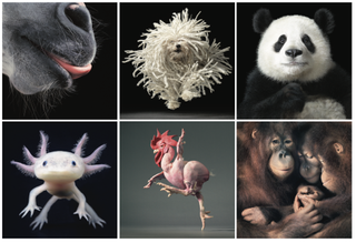 Tim Flach has shown long-standing commitment to enhancing the art of photography