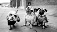 Three small dogs in coats stand side by side on a London pavement, all looking directly at the camera.