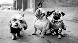 Three small dogs in coats stand side by side on a London pavement, all looking directly at the camera.