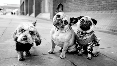 Three small dogs in coats stand side by side on a London pavement, all looking directly at the camera.