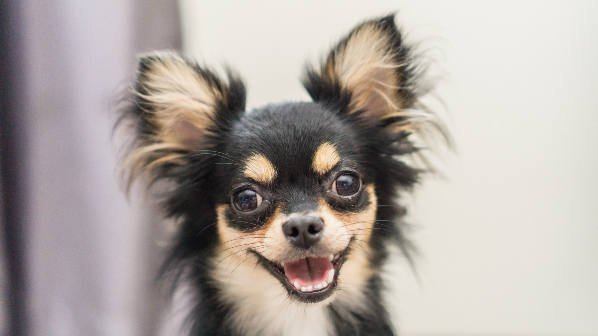 Smiling Chihuahua portrait