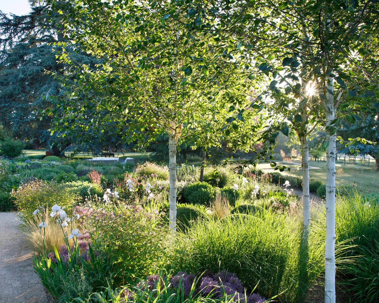 suumer garden planted with birch trees, perennials and grasses