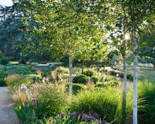 suumer garden planted with birch trees, perennials and grasses