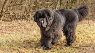 Newfoundland dog, very large