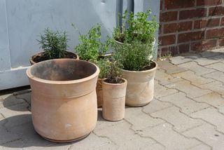 Handmade plant pots given away by Berlin ceramicist Yasuhiro Cúze in May to lift his neighbours' spirits