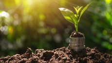 Should you put pennies in soil?