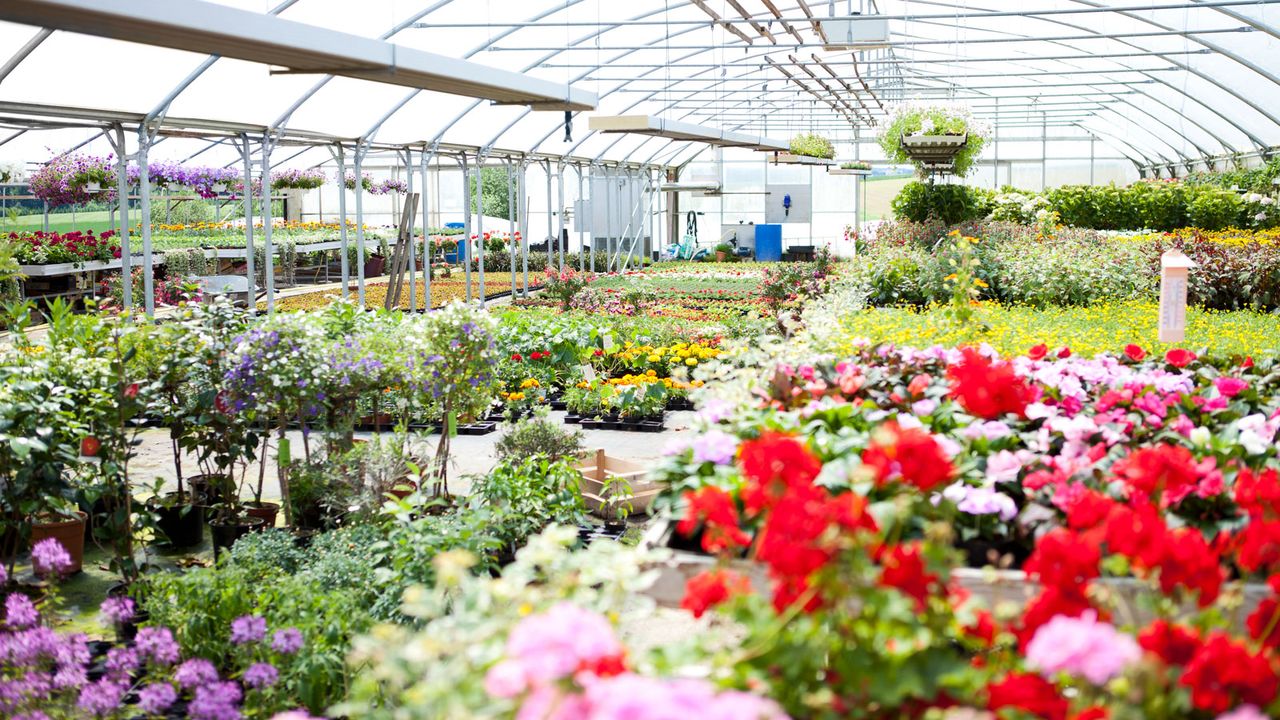 flowers in garden centre