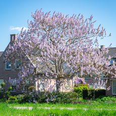 Empress tree in front yard