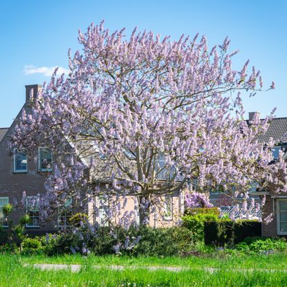 Empress tree in front yard