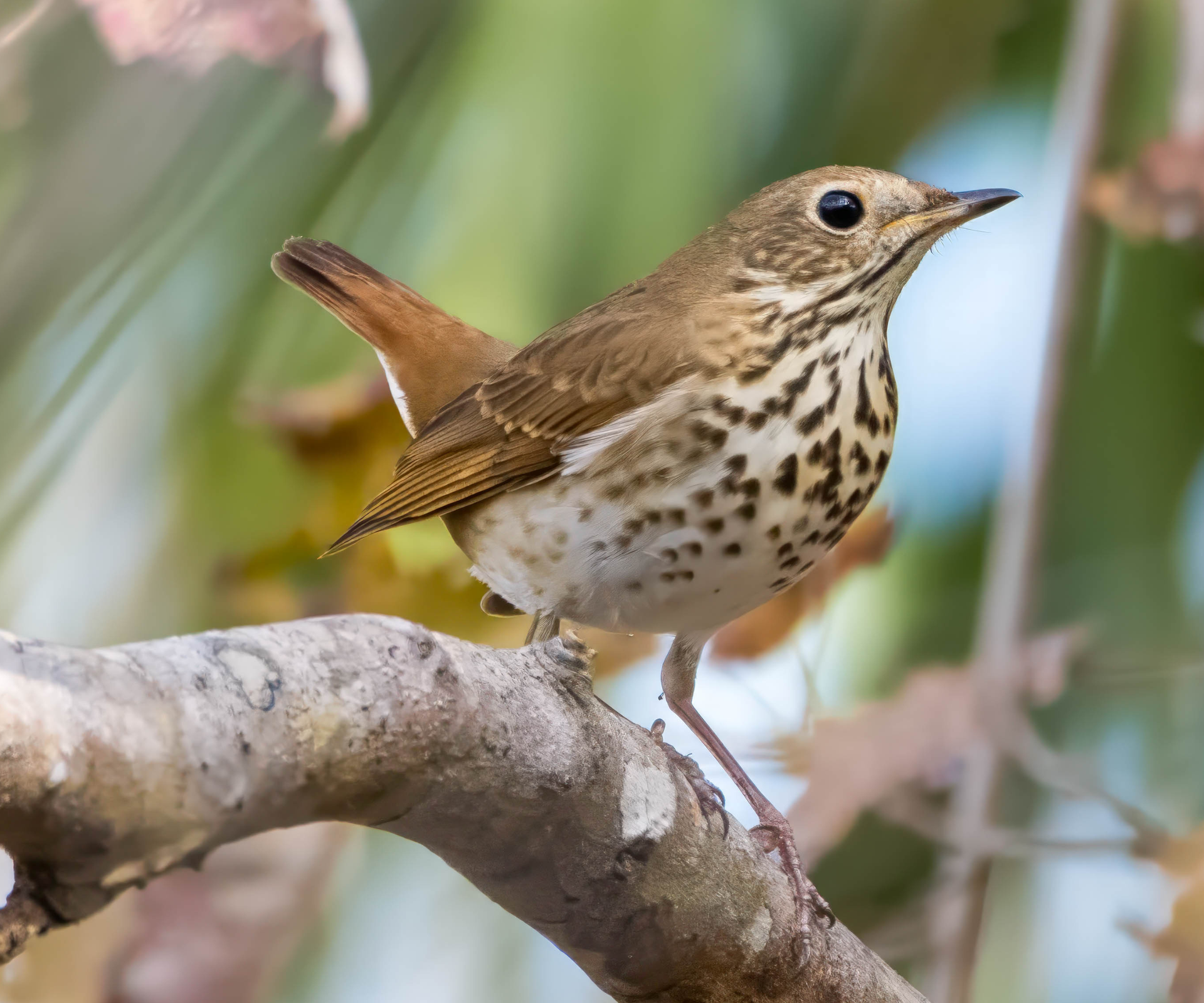 The state birds of the USA - Vermont