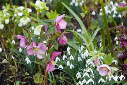 A garden border in winter with snowdrops and hellebores