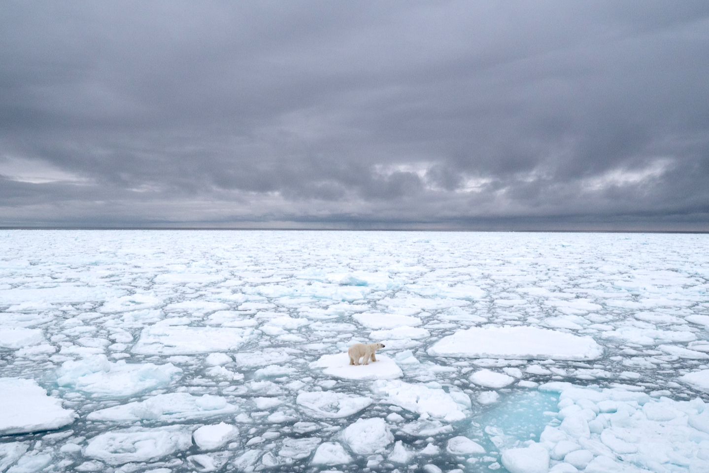 A polar bear stands on floating sea ice in the Arctic. The bears rely on sea ice to move throughout their hunting grounds.