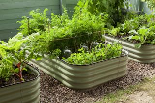 series of raised beds for growing fruit and veg