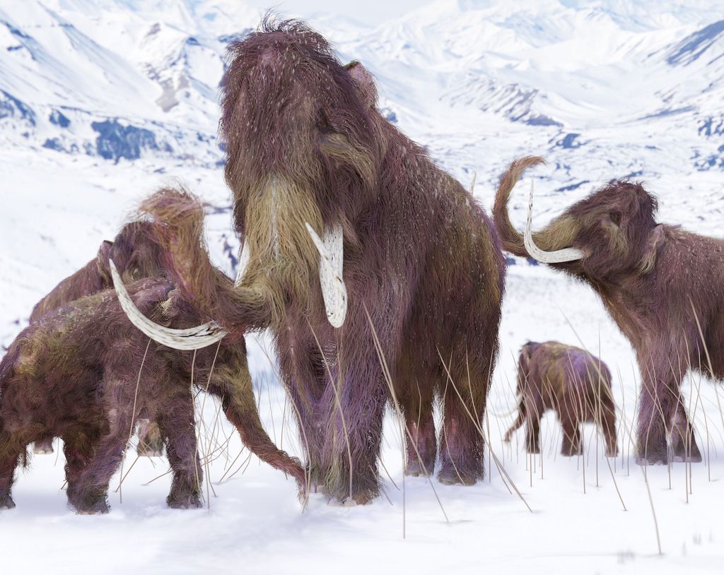 The last woolly mammoths on Earth had disastrous DNA