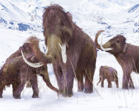 The last woolly mammoths on Earth had disastrous DNA | Live Science