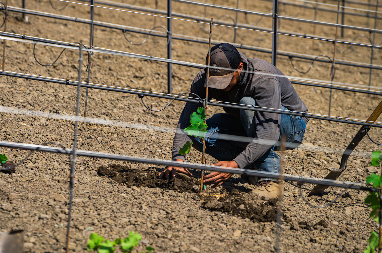 Replanting the destroyed Newton Vineyards
