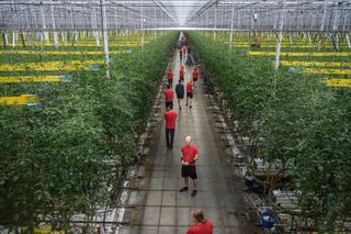 Large poly tunnels in Europe growing tomatoes