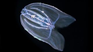 A type of comb jelly called a sea walnut swims through dark waters. The species looks like a pair of transparent lungs with shimmering hairs.