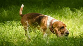 Basset hound sniffing in grass