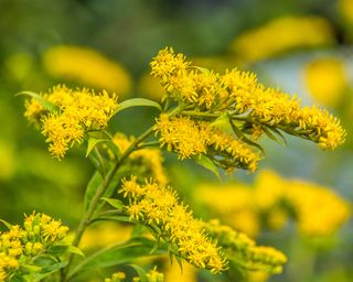 Goldenrod flower