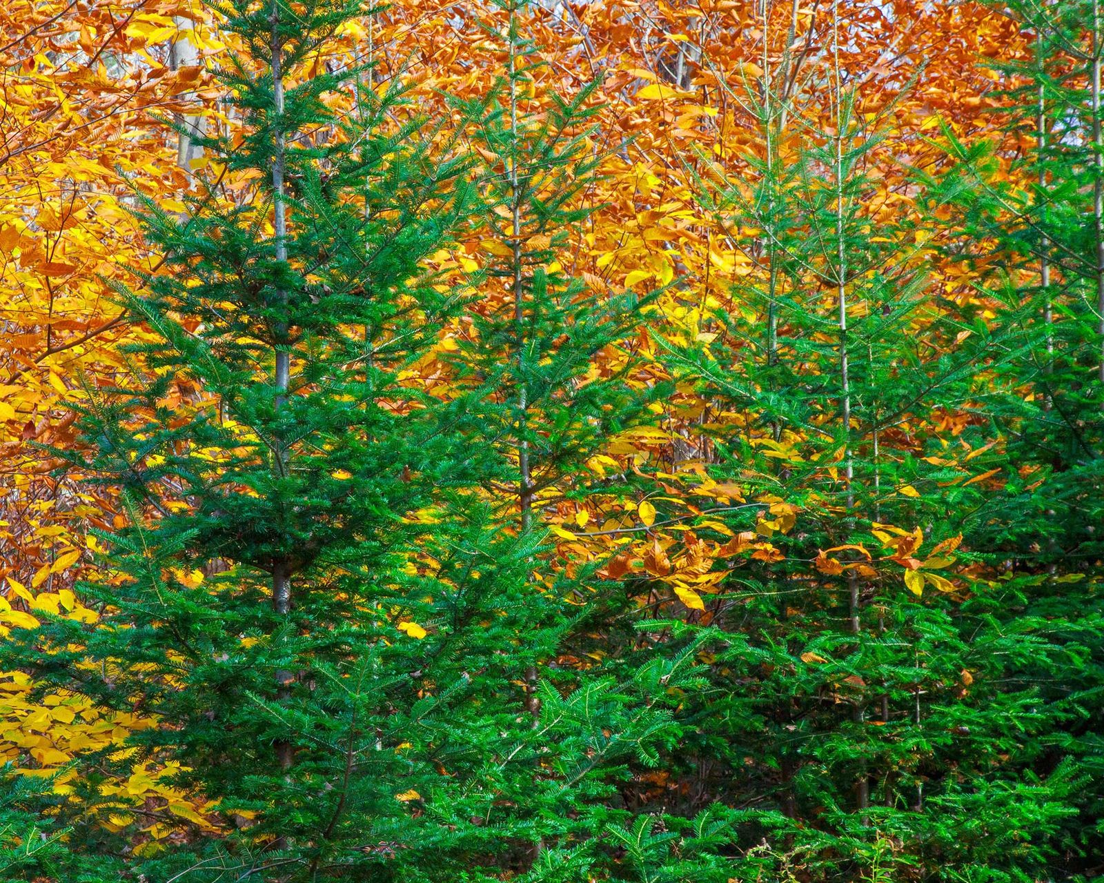 Balsam fir care and growing guide: expert tips | Gardeningetc