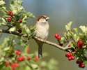 House Sparrow