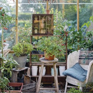 Greenhouse interior, drying lavender, garlic bulbs, potting shed