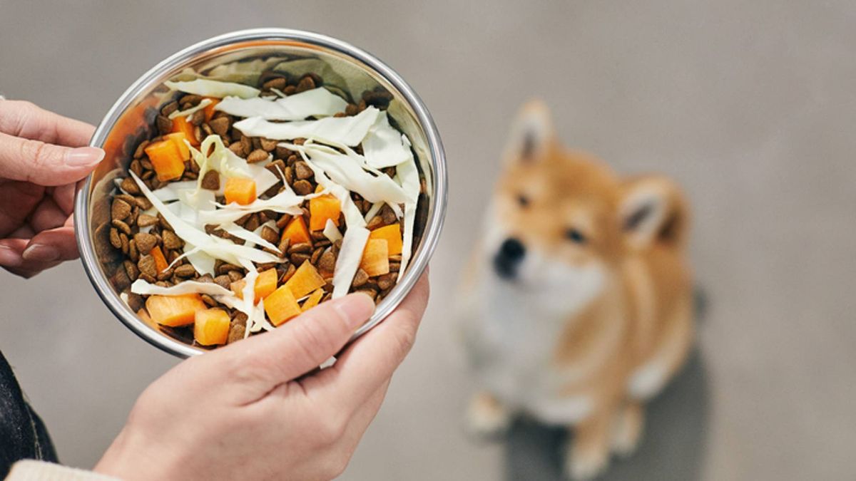 Can dogs eat butternut squash? Benefits and risks - PetsRadar