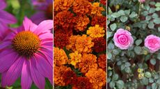 Three of the best flowers to plant in August including a pink coneflower, orange marigolds and a pink rose