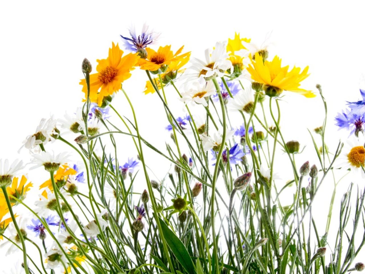 Colorful Wildflower Plants