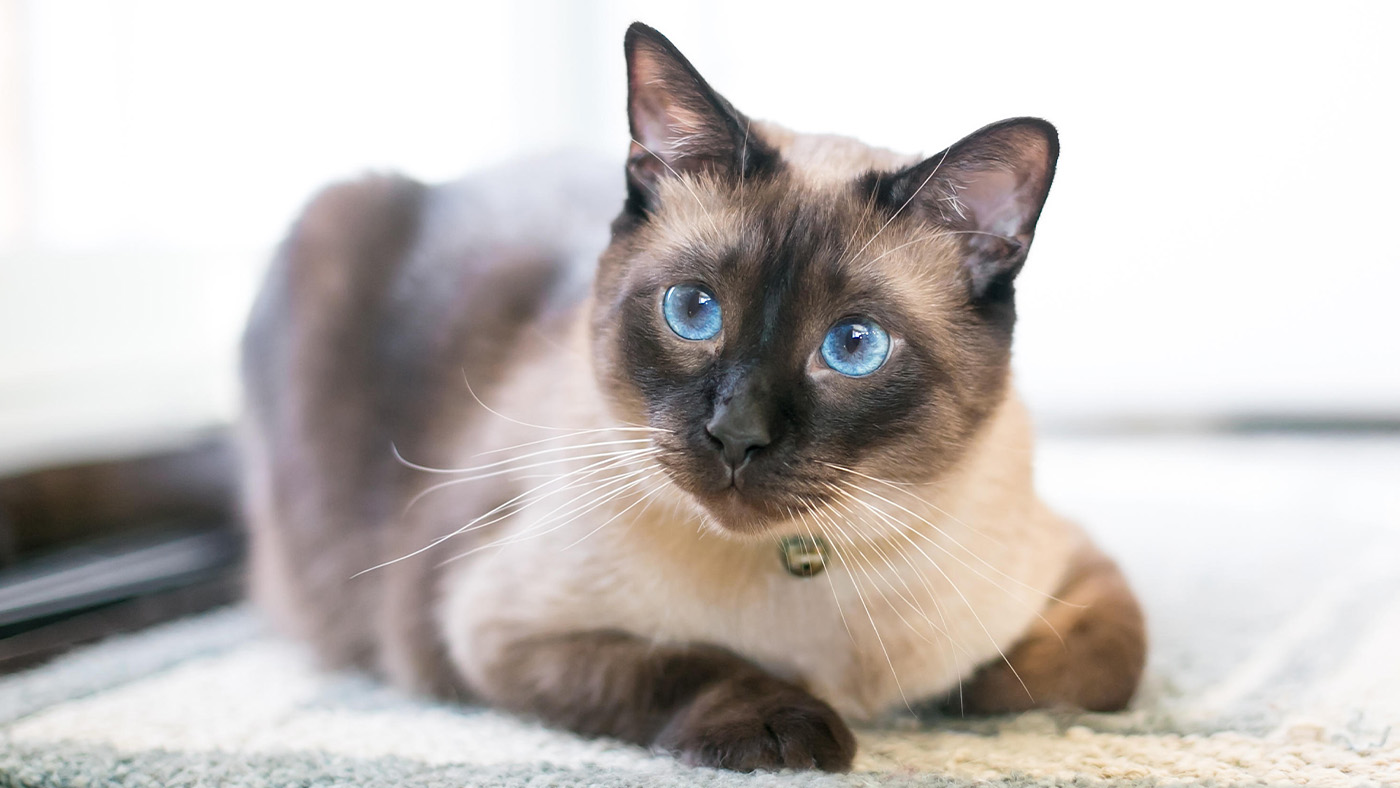 Siamese cat