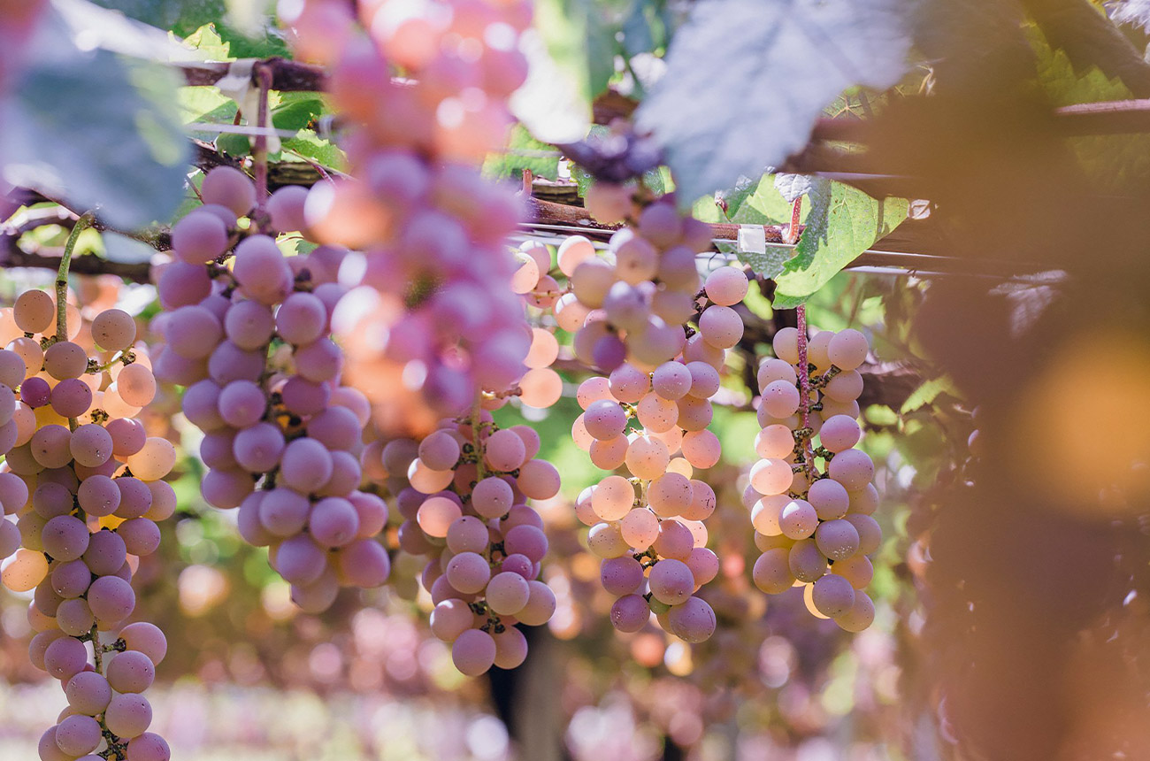 Koshu grapes