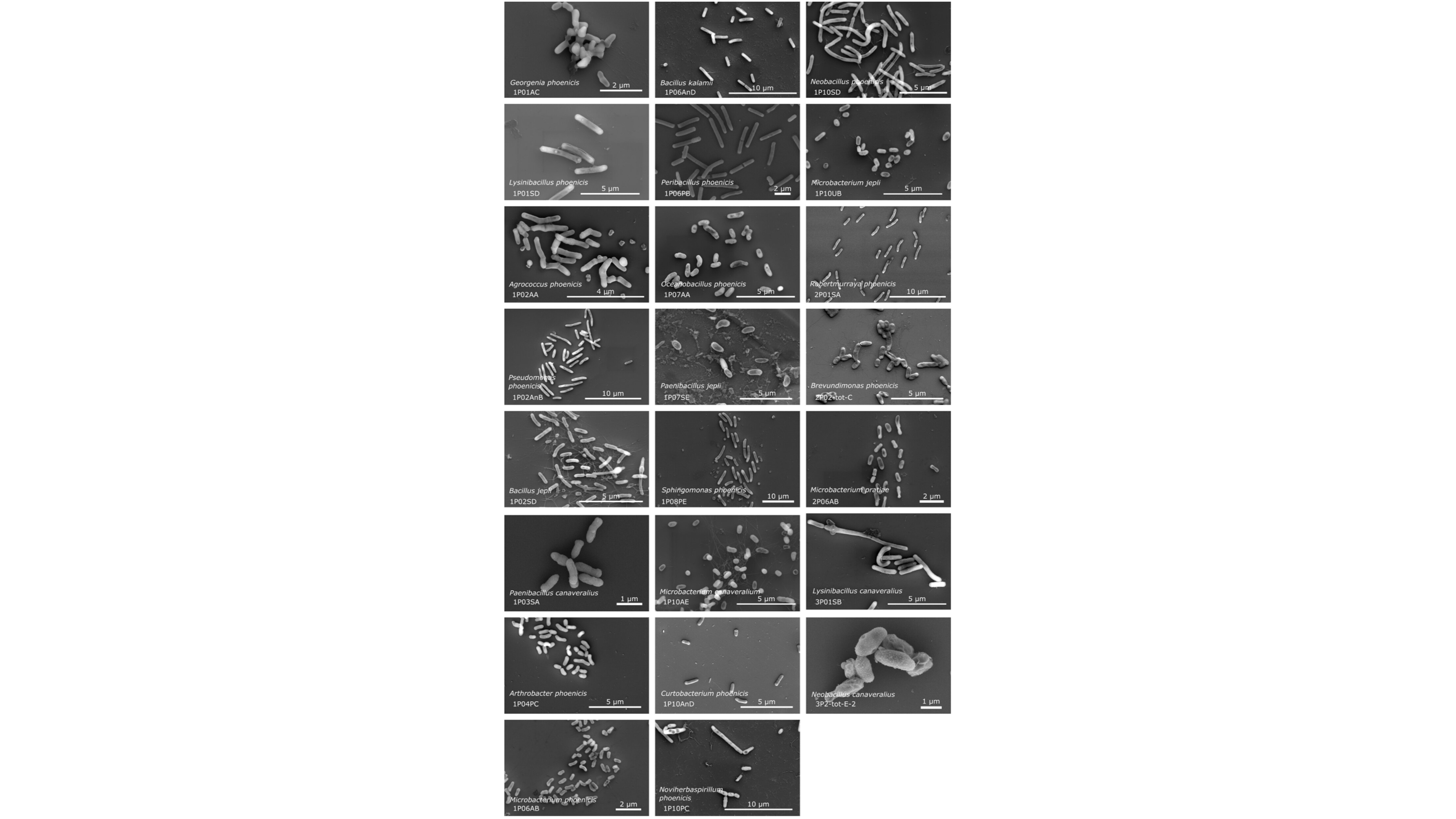 26 black and white electron microscopy photos of bacteria, most of which look like rods