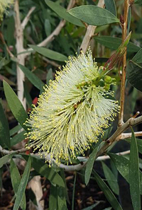 Callistemon pallidus a kert szépségében