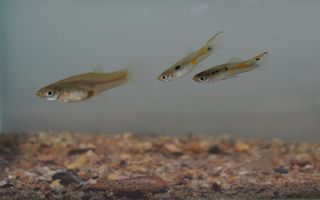 Female and 2 Male Guppies