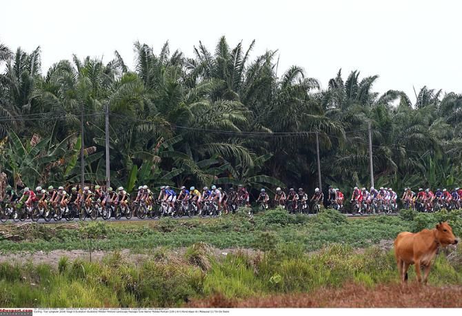 The peloton in Langkawi