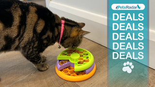 Megan's cat eating from the Lickin Layers bowl with the PetsRadar logo, deals text and pawprint overlay to the right hand side