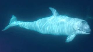 A white orca underwater