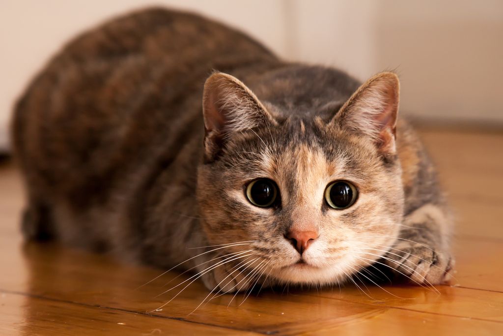 Why Do Cats Wiggle Their Butts Before They Pounce? Live Science