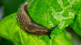 organic gardening: slug on leaf