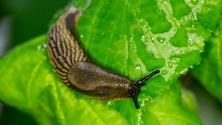 do coffee grounds repel slugs