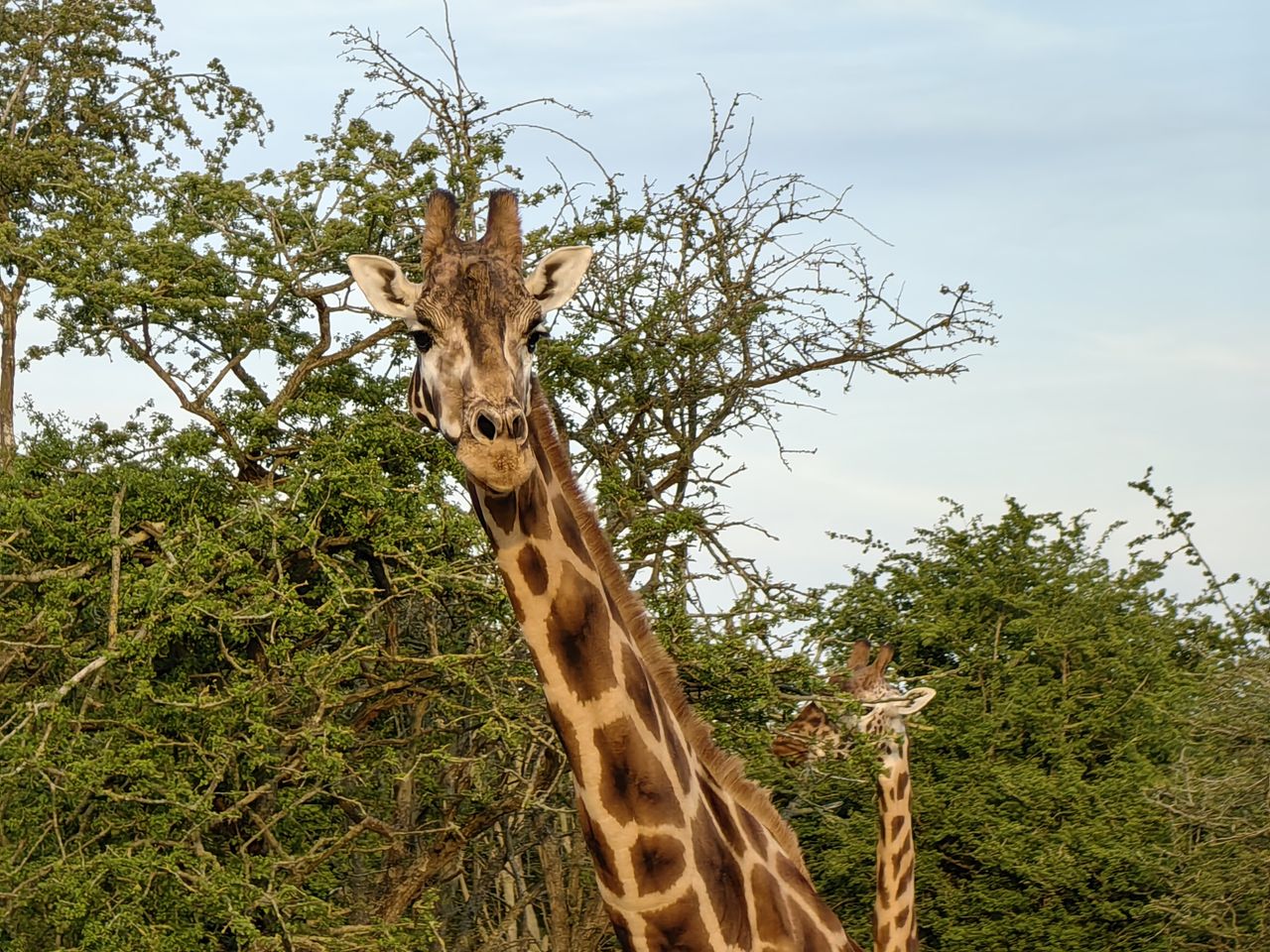 A photo taken on the Huawei P60 Pro's periscope camera