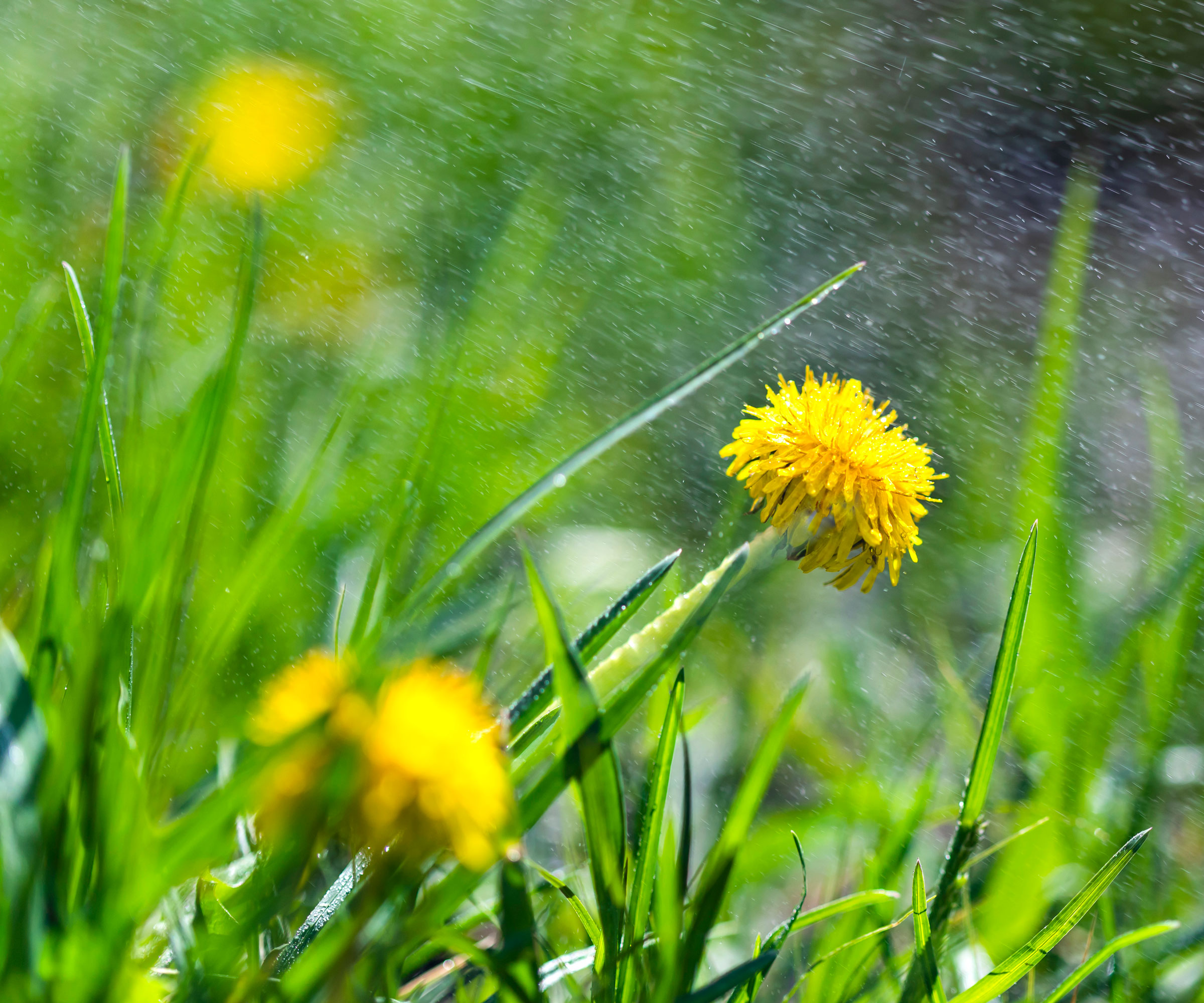 dandelions in grass during rainfall
