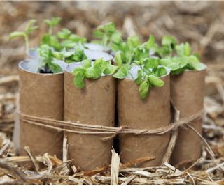 Toilet roll seed trays