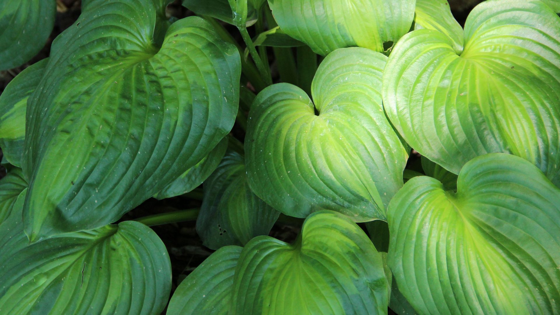 picture of hosta plant growing in garden