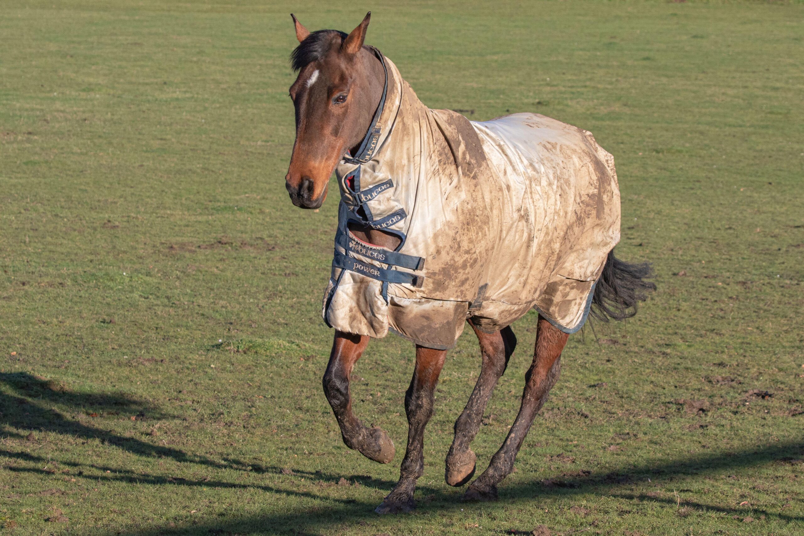 Horse cantering across field in muddy fly rug